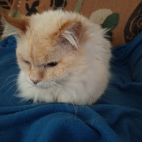 photo de livraison pour Chats Grains d'Amour