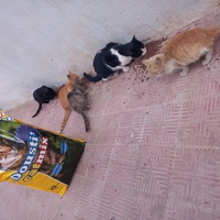 photo de livraison pour Comme Chiens et Chats Maroc