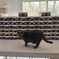 photo de livraison pour NAE-NUTTI - Les chats de la maison brûlée