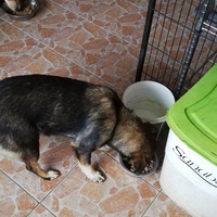 photo de livraison pour Sammelstelle für Tiere in Not e.V.