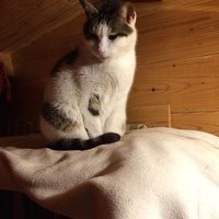 photo de livraison pour Les chats de chez nous