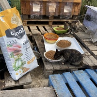 photo de livraison pour Les chats Port-Saint-Louisiens