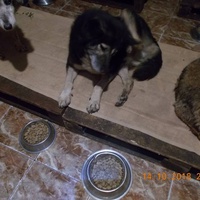 photo de livraison pour Pro Animals Finland ry