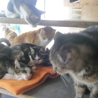 photo de livraison pour Au Bonheur des Chats Libres