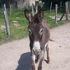 photo association