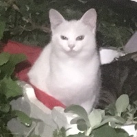 photo de livraison pour Félin Pour L’Hôte