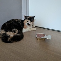 photo de livraison pour Sweety Pets