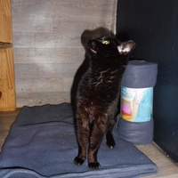 photo de livraison pour Au Bonheur des Chats Libres