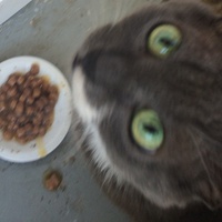 photo de livraison pour Les chats Port-Saint-Louisiens