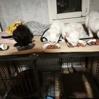 photo de livraison pour Le Gang des Matous