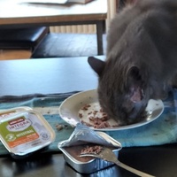 photo de livraison pour Jardin des Chats
