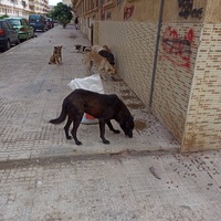 photo de livraison pour Comme Chiens et Chats Maroc
