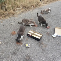 photo de livraison pour Les chats Port-Saint-Louisiens