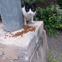 photo de livraison pour L'Ecole du Chat Istreen