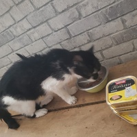 photo de livraison pour Bien vivre avec les Chats Sallélois