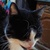 photo animal