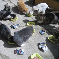 photo de livraison pour Jardin des Chats