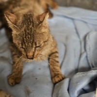 photo de livraison pour L'Arche de la Gazelle