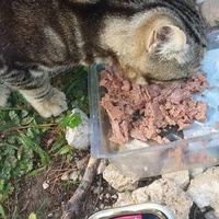 photo de livraison pour Les Chats-Pitresdelavi-Ste