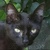 photo animal
