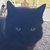 photo animal