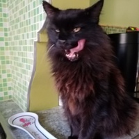photo de livraison pour Chat de Gout'hier sans Toit