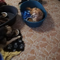 photo de livraison pour Sammelstelle für Tiere in Not e.V.