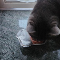 photo de livraison pour Chats Grains d'Amour