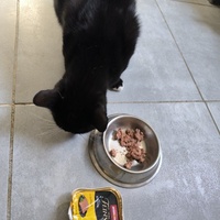 photo de livraison pour Association Chats Errants Val de Nièvre