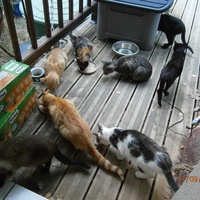 photo de livraison pour Adoption Féline Estuaire