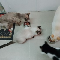 photo de livraison pour LES CHATS DE NOS MONTAGNES
