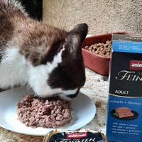 photo de livraison pour Aux Bonheurs des Aristochats