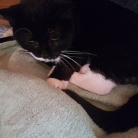 photo de livraison pour Chat de Gout'hier sans Toit