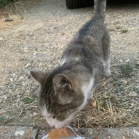photo de livraison pour Des Poils et Des Plumes