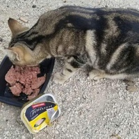 photo de livraison pour Les Chats-Pitresdelavi-Ste