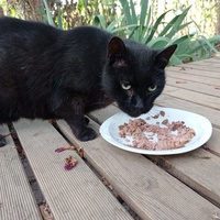 photo de livraison pour Association Des  Chats  De Hyeres