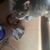 photo de livraison pour Les Chats de Condom 32