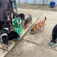 photo de livraison pour Udruženje za zaštitu životinja "Pongo"