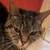 photo animal