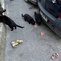 photo de livraison pour Chacun son chat