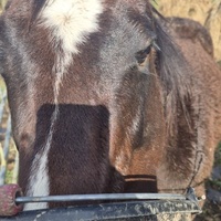 photo de livraison pour 4 Sabots et un Fer