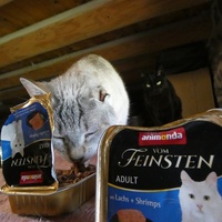photo de livraison pour Jardin des Chats