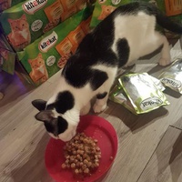 photo de livraison pour Eden Cat
