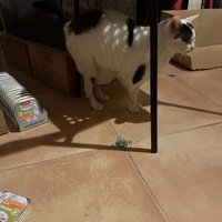 photo de livraison pour Les Chats de Condom 32