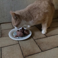 photo de livraison pour The Funny Farm Cat Rescue