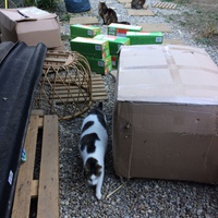 photo de livraison pour Les chats de chez nous