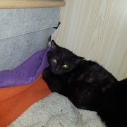 photo de livraison pour Les Chats de Dugny