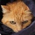 photo animal