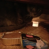 photo de livraison pour Chats Maux