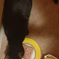 photo de livraison pour Les Chats-Pitresdelavi-Ste